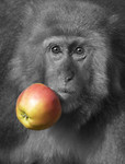 Wildlife and Animals: Black and White portfolio